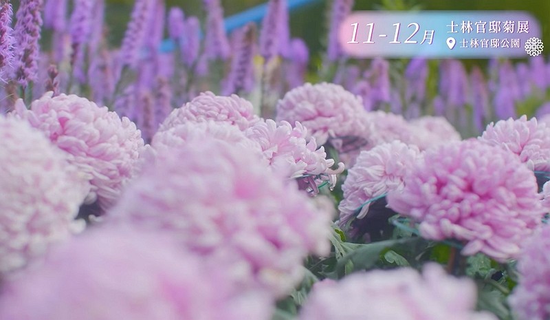 (Shilin Residence Chrysanthemum Festival 2021 video screenshot)

