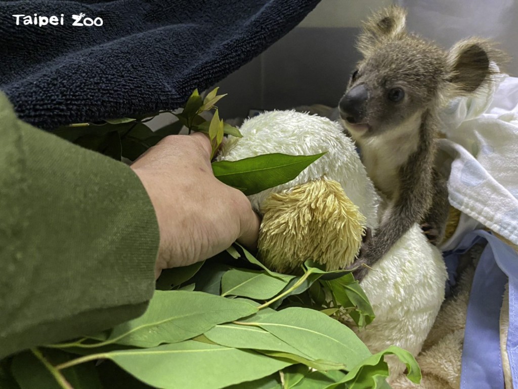 Zookeepers help Joey the joey learn essential survival skills. (Taipei Zoo photo)
