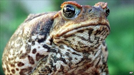 The cane toad. (AP photo)
