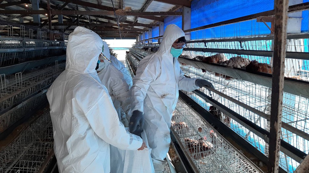 H5N2 bird flu was found at a farm in Changhua County. (CNA, Changhua County Government photo) 
