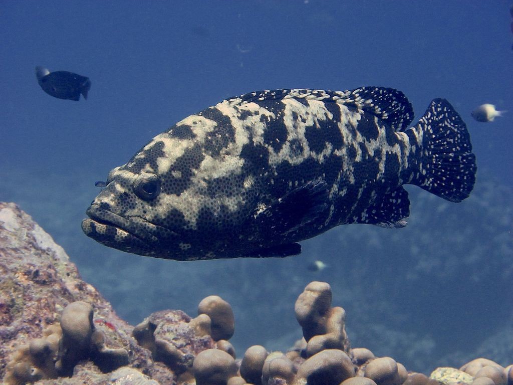 A member of the grouper family. (Wikicommons, RachaKarkarey photo) 
