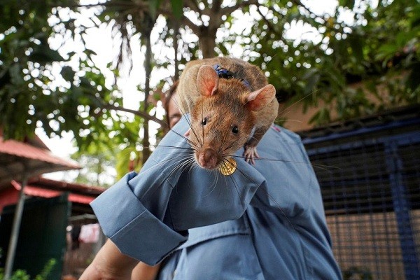 Magawa, the recently retired mine detection rat, plays with his former handler So Malen at the APOPO Visitor Center in Siem Reap, Cambodia, June 10, 2...