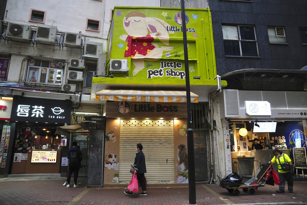 香港Little Boss寵物店因倉鼠染疫而停業（圖／AP）
