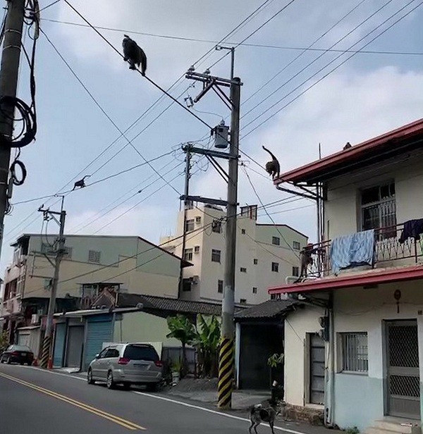 Monkeys intrude into rural community in southwestern Taiwan