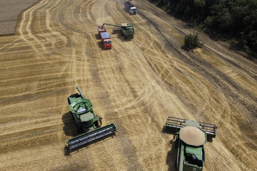 Wheat harvest in Russia in July 2021. 
