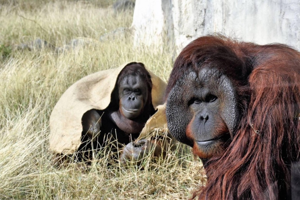 
高雄壽山動物園紅毛猩猩女王「咪咪」（左）和「阿宏」（右）常被認作一對，但其實郎有情、妹無意。(圖/Shou Shan Zoo 壽山動物園...