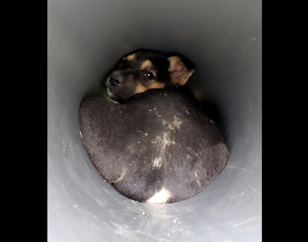 A puppy is saved after being stuck in a plastic pipe for over a week. (Animal Rescue Team Taiwan photo)
