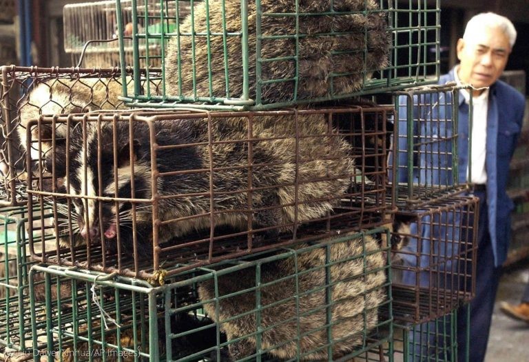 Caged civets in a wildlife market in Guangzhou, China, in 2004. Studies link trafficked animals like these to disease outbreaks. (© Liu Dawei/Xin...