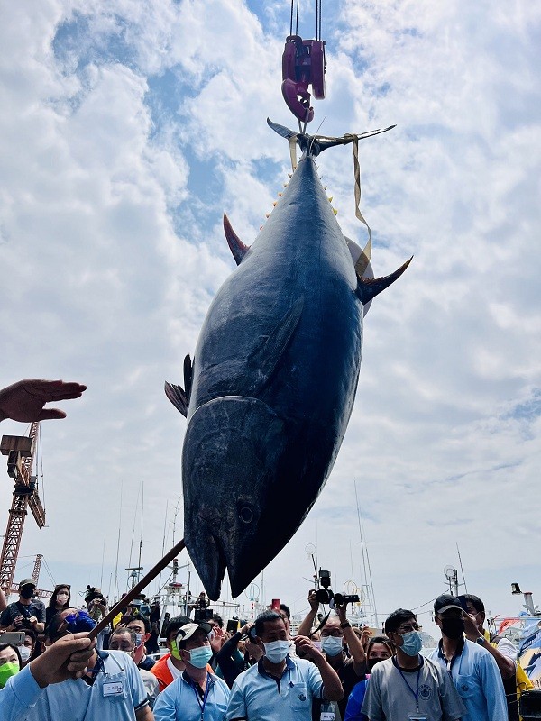 '1st tuna fish’ caught in Pingtung this year sells for over NT$2 million in south Taiwan auction