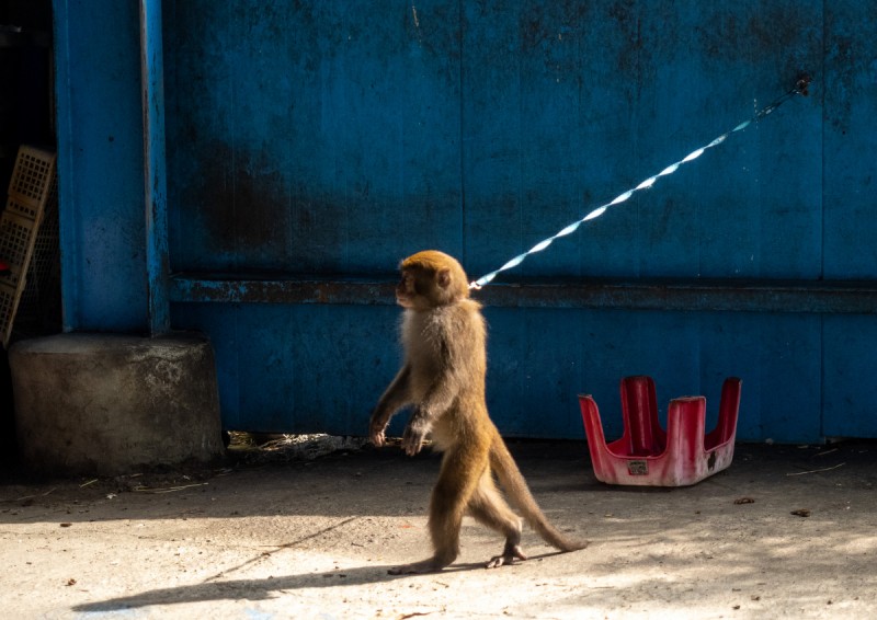 Chained Formosan macaque in Taiwan. (EAST photo)
