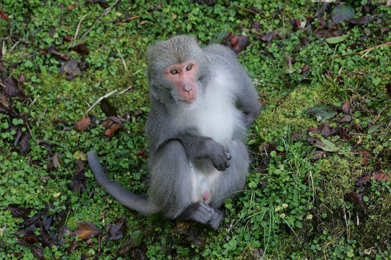Formosan macaque in the wild. (COA photo)
