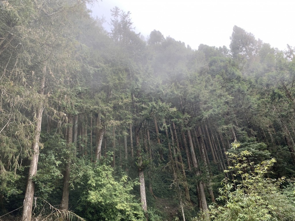 六龜試驗林臺灣杉造林地現場照片。（照片由林試所提供）

