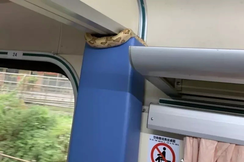 Snake spotted on train. (Passenger photo)
