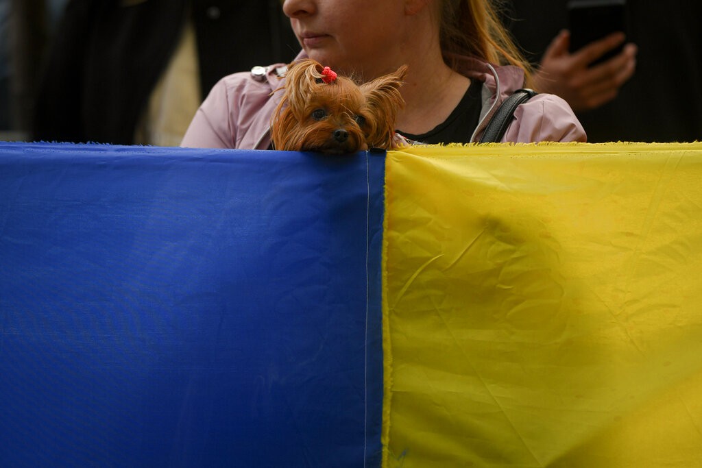 A dog peers over a large Ukrainian flag during a protest against Russia's war in Ukraine, in front of the Russian embassy in Bucharest, Romania, S...