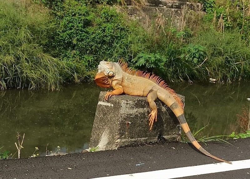 Green iguana spotted in Pingtung. (Facebook photo)
