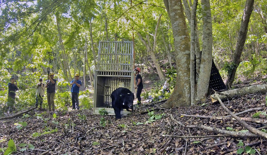 Formosan black bear 711 returning to freedom on April 12. (Forestry Bureau photo)
