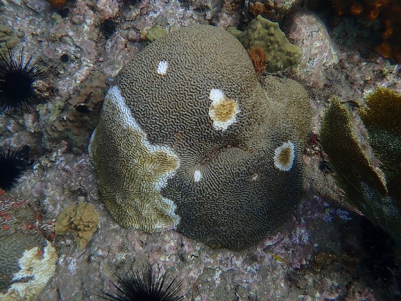染上石質珊瑚組織流失病的珊瑚（圖／維基CC BY-SA 4.0_ G.Mannaerts）
