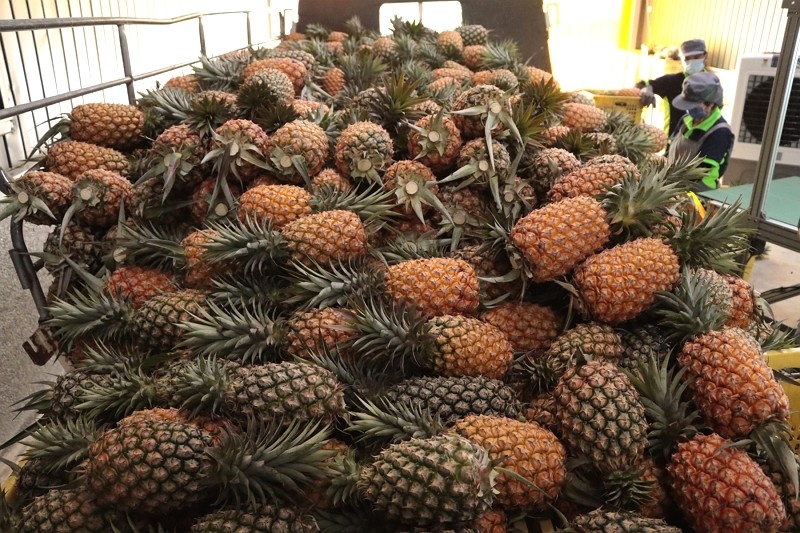 The Golden Diamond Pineapple from Taiwan. (Agriculture and Food Agency photo)
