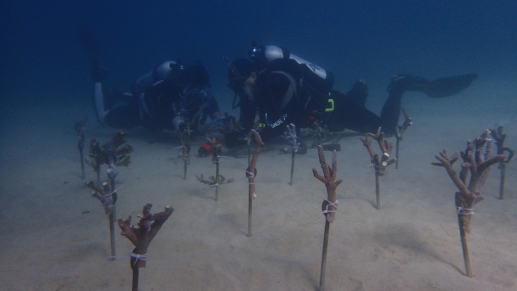 海管處人員正在進行珊瑚扦插試驗營造珊瑚的棲息環境。（照片海管處提供）
