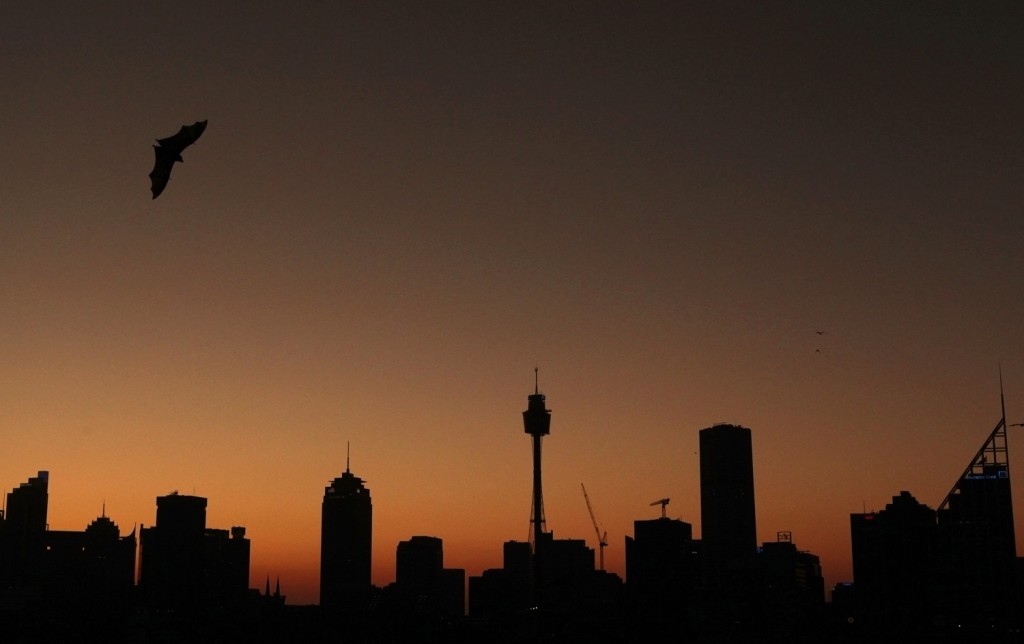 圖為在澳洲雪梨天際飛翔的果蝠 (路透) 
