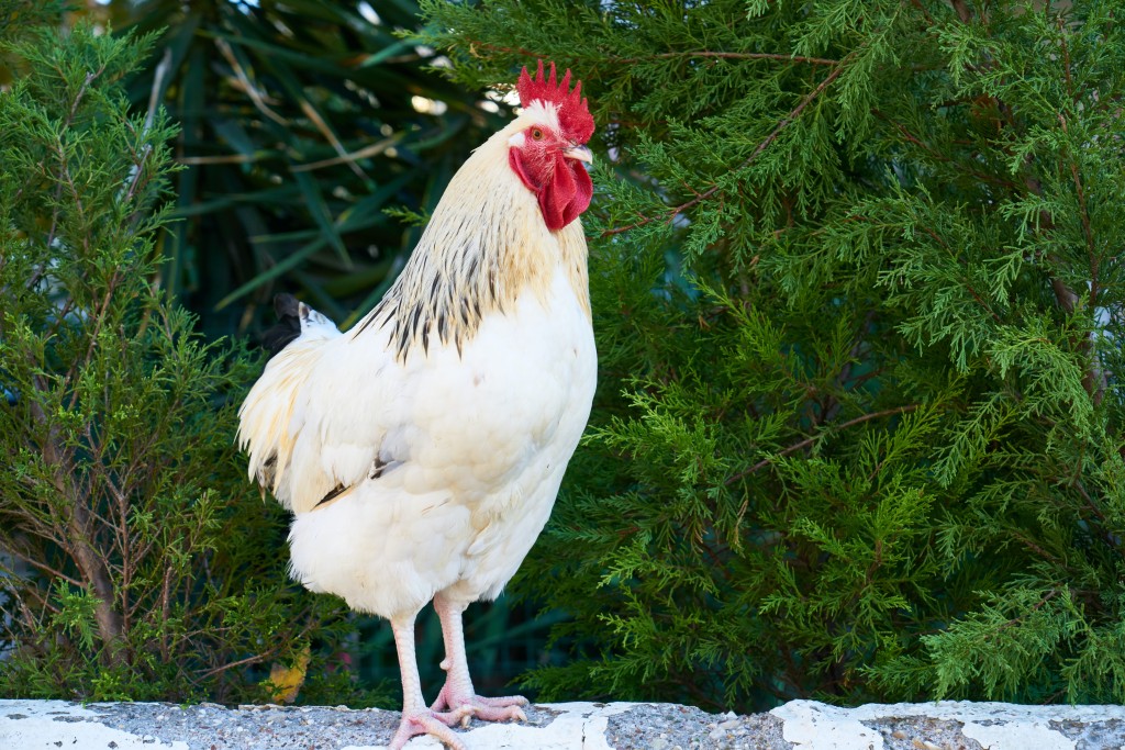 File photo of a white rooster. (Pexels, Engin Akyurt photo)
