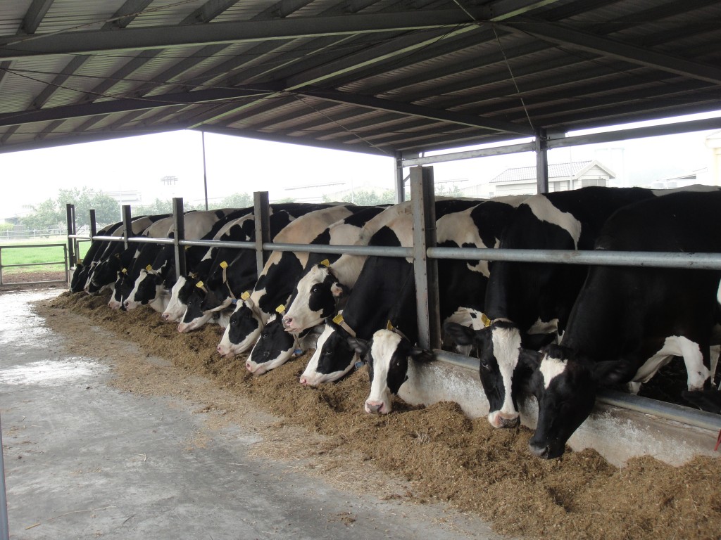 乳牛採食含高農副產物的飼糧。（照片由農委會提供）
