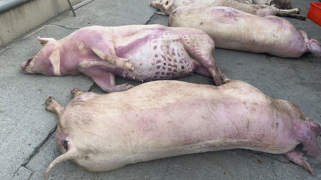 Hogs killed by lightning strike. (Lin Chia-chih photo)

