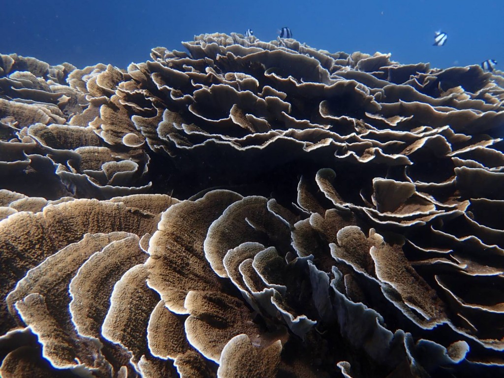 表孔珊瑚。（照片由屏東縣政府提供）

