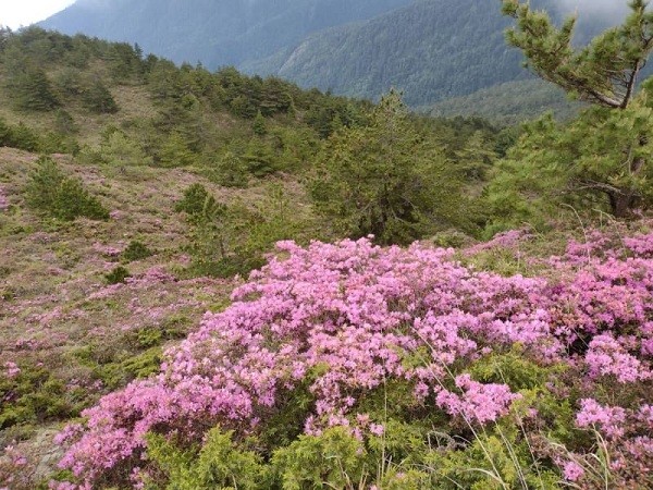 Red-hairy azalea bloom on Hehuanshan North Peak (Taiwan News, George Liao photo)
