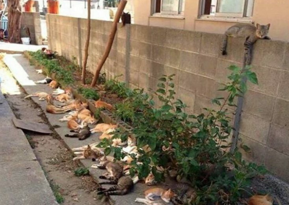 Cats collectively enjoy catnip. (Twitter, Pakaguchi photo)
