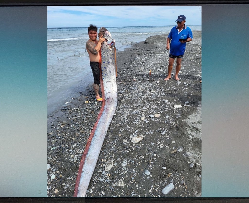 
台東釣客林奕帆9日在太麻里海邊釣上一條約6公尺長的勒氏皇帶魚，魚類專
家何源興表示，這是罕見魚種，通常棲息在深海，且一般都只有3、4公尺...