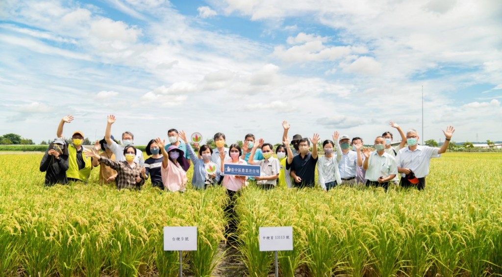 水稻新品種「台中200號」於2022年6月14日經專家學者審查通過。(照片由臺中農改場提供)
