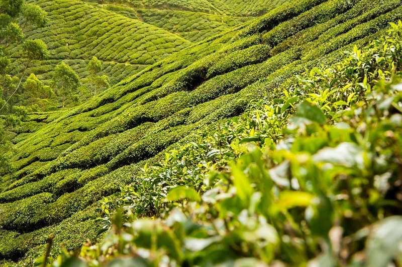 Tea plantations. (Pixabay photo)
