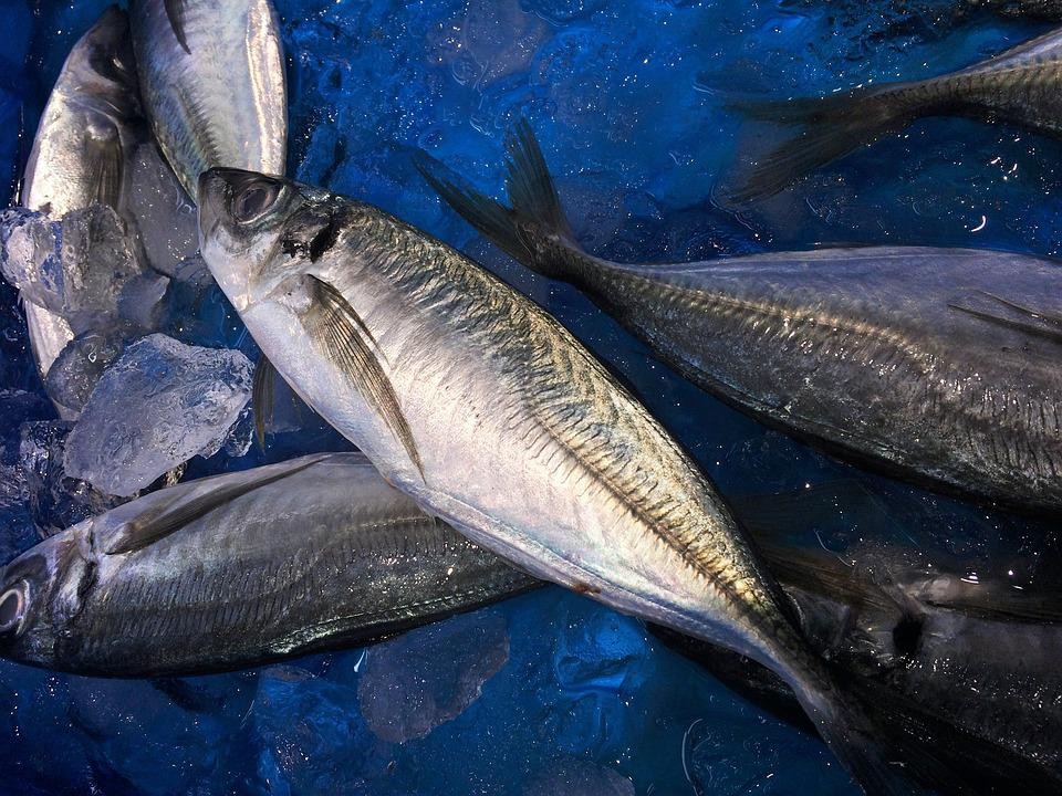 China claims to have found the COVID-19 virus on a package of horse mackerel from Taiwan. (Pixabay photo)
