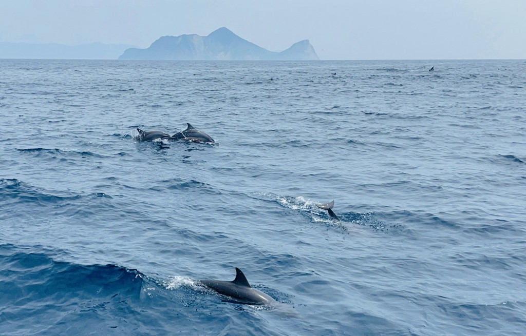 海保署呼籲民眾要記得賞鯨5不守則，讓珍貴的鯨豚資源永續發展。（海保署提供）
