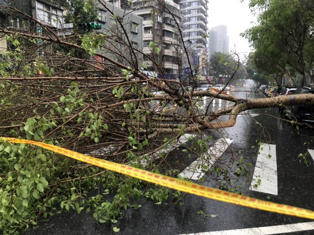A tree hit a car in Taipei City during a thunderstorm Saturday, but nobody was injured. 
