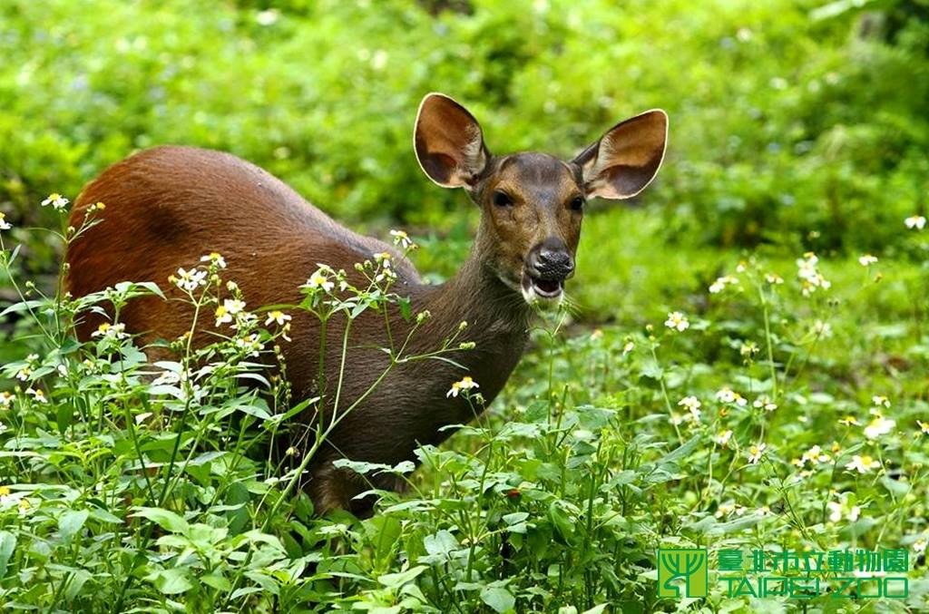 水鹿。(照片來源：Taipei Zoo提供)
