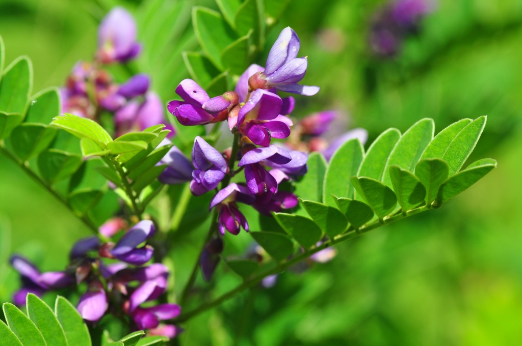 小葉魚藤 - 蝶形花冠為紫色系。(照片來源：林業試驗所提供 / 陳柏豪攝)
