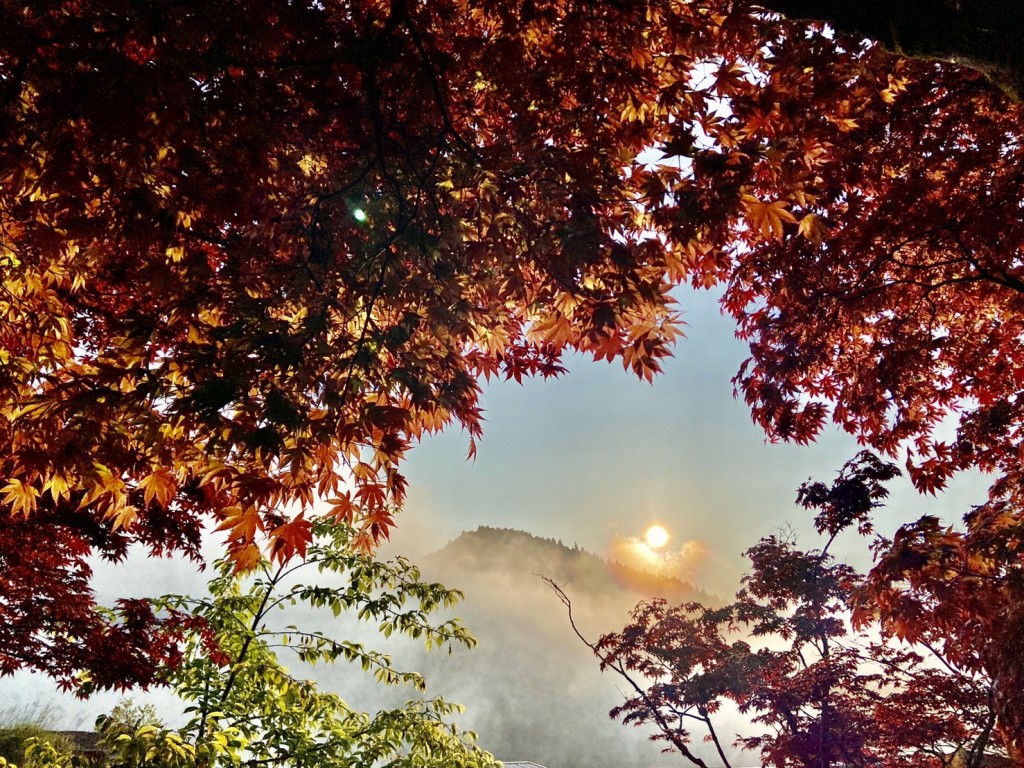 太平山國家森林遊樂區-夏季賞紫葉槭楓紅。(林務局提供)
