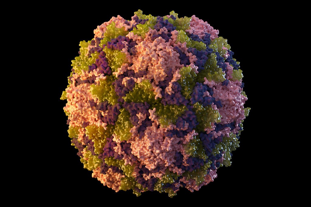 圖為美國CDC公布的圖繪版小兒麻痺症病毒顆粒。（圖／美聯社）

