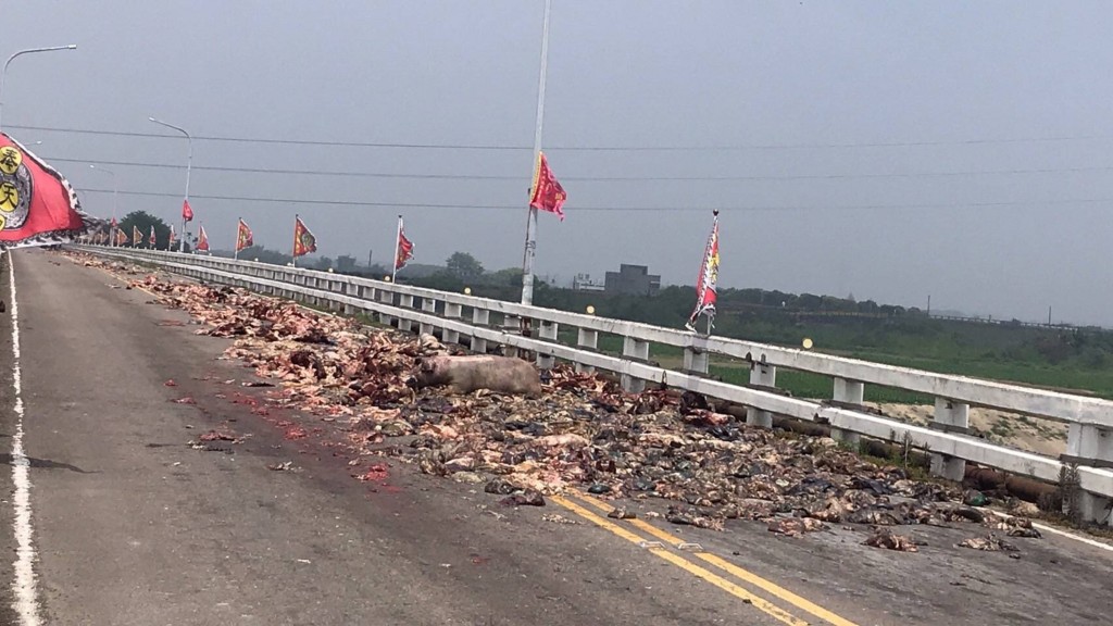 A dead pig lies in a pile of pig organs spilled across the surface of a bridge in Chiayi County. (Chiayi County Police Department photo)
