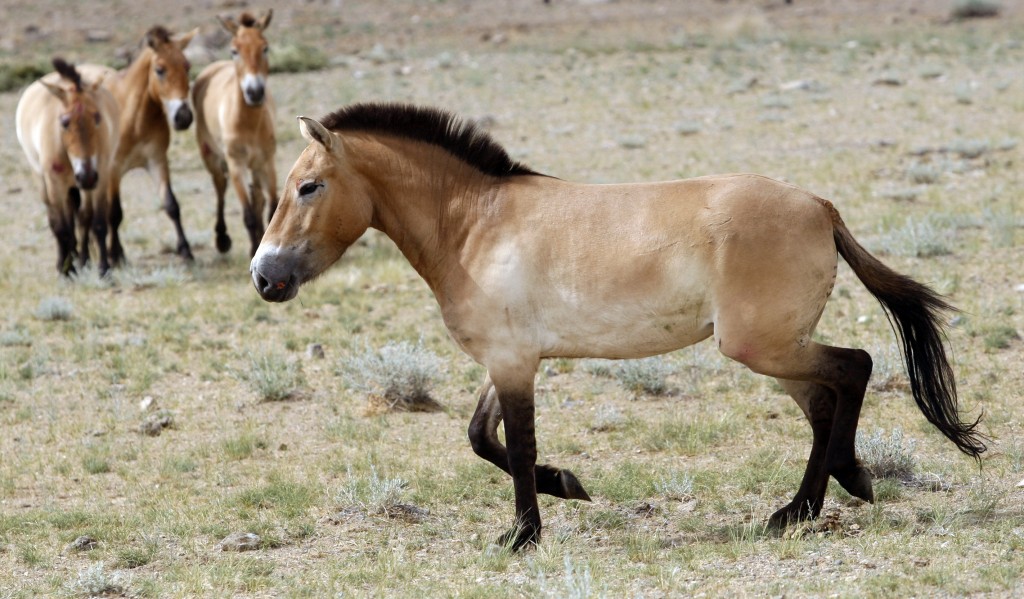 FILE - This photo taken on Thursday, June 16, 2011 shows four Przewalski's Horses after being released at the Khomiin Tal reservation in Western M...