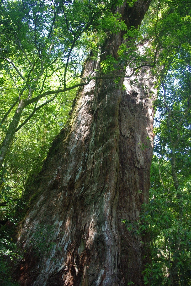 拉拉山24號巨木。(照片由林務局提供)
