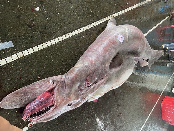 Record 800 kg goblin shark with 6 pups caught off northeast Taiwan | Taiwan News | 2023-06-14 14:50:00