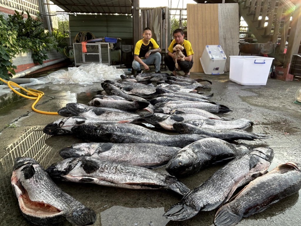 A big haul of giant snakehead fish from Sun Moon Lake ( Facebook, 黃小四 photo)
