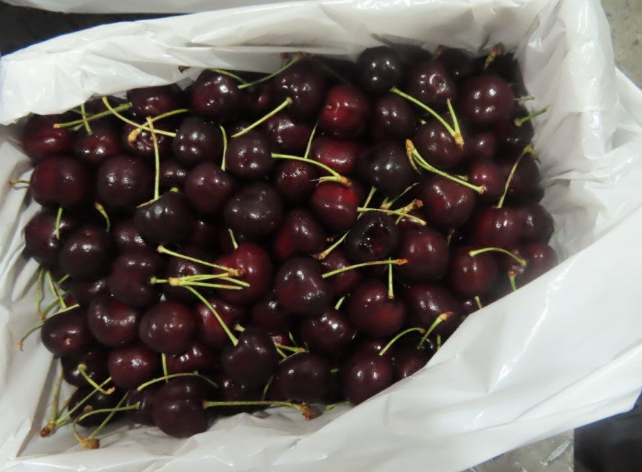 Cherries from 4 U.S. producers face 1-month ban. (FDA photo) 
