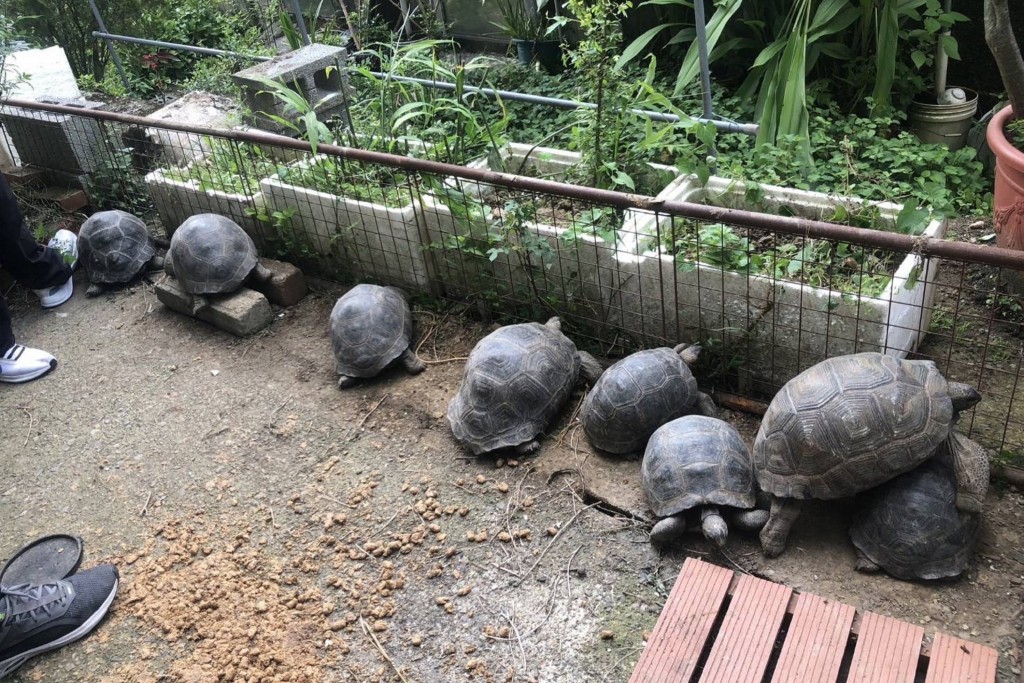 Police recovered 15 tortoises stolen from one owner in Tainan City. 

