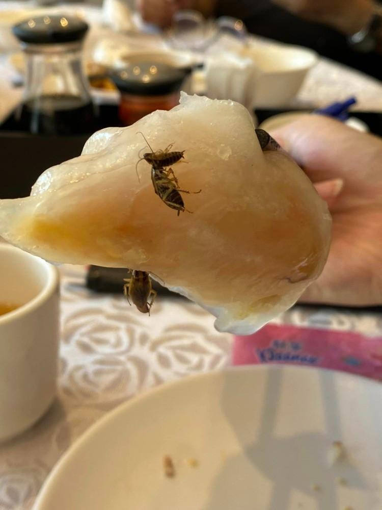 網友在「爆料公社」上發文表示，在國父紀館附近的某間知名的粵菜港式茶飲用餐，蝦餃上黏有蟑螂。（圖／截自爆料公社）
