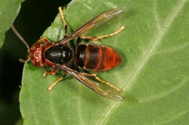 Asian hornet. (Academia Sinica Biodiversity Research Center photo)
