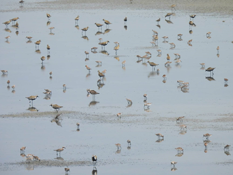 引水後的鹽田吸引大量水鳥前來利用。(林坤慧 攝 / 生多所提供)
